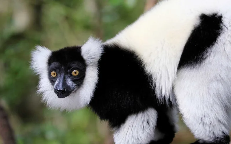 monkeyland-south-africa