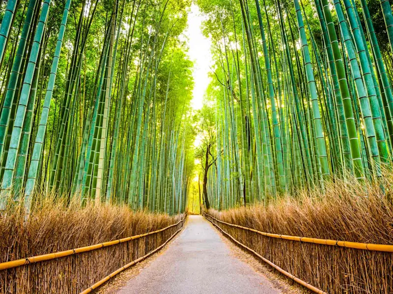 Arashiyama-Bamboo-Forest-kyoto-japan