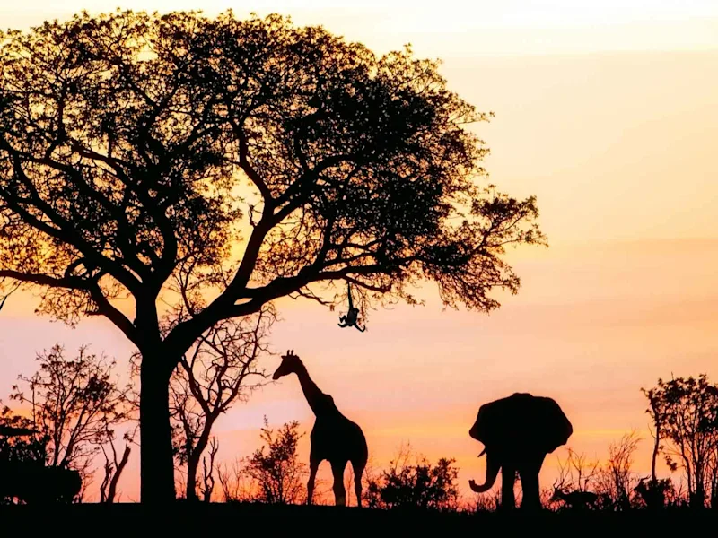 day-10-south-african-safari-animals-sunset-nelspruit-kryger-national-park-souh-africa-escape
