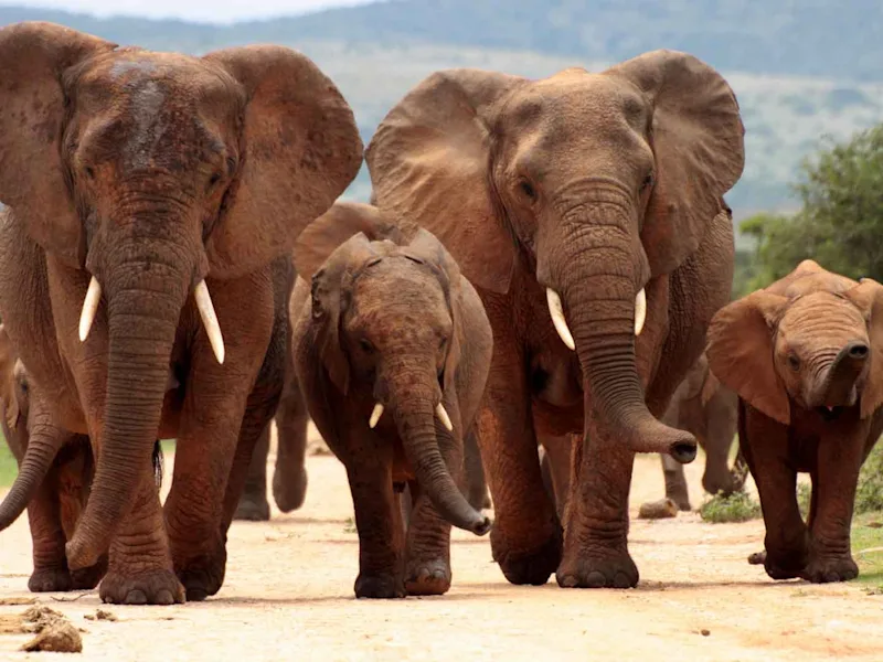 day-11-south-africa-elephant-walk-safari-south-african-escape