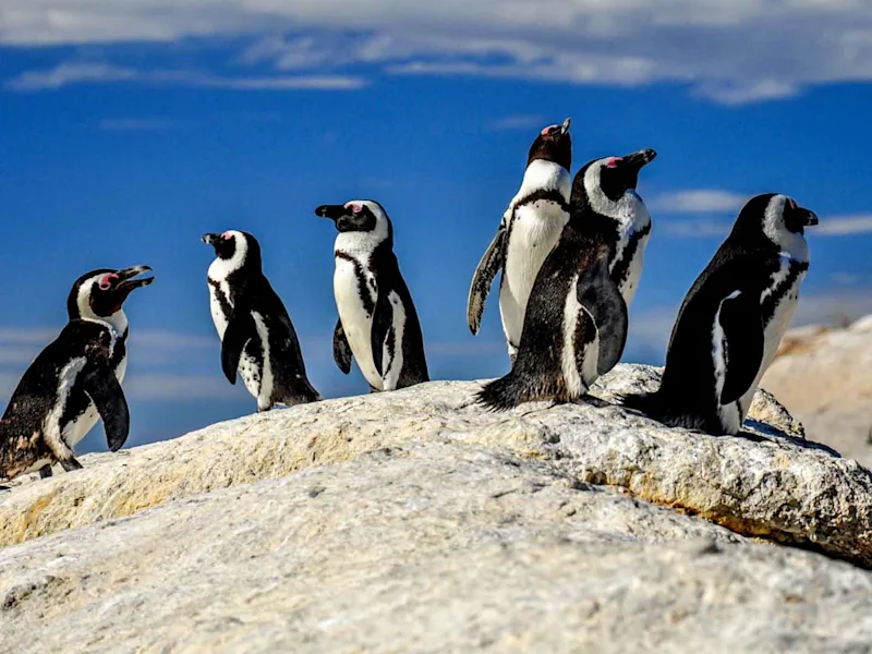 day-3-south-africa-cape-town-boulders-beach-pinguins-south-african-escape