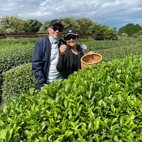 green-tea-leaves-picking-Expat-Explore-Japan-instagram-_travelingdepression_