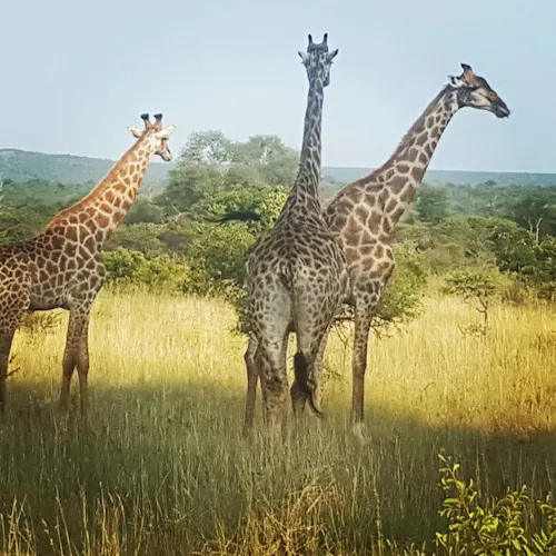 kruger-national-park-south-africa-Instagram-_helenavonkach