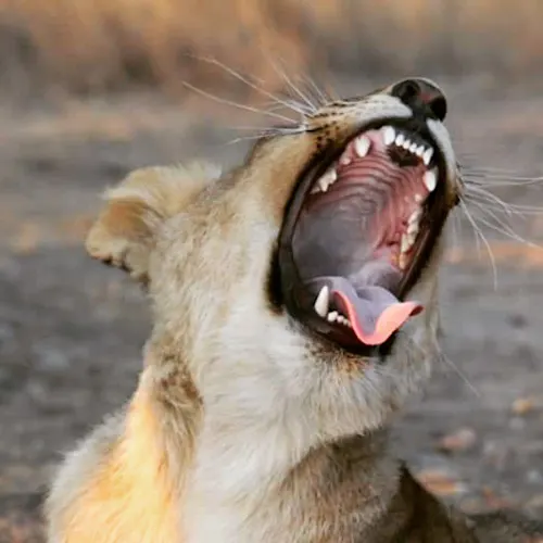 Lion-South-Africa-Instagram-_scouserontour