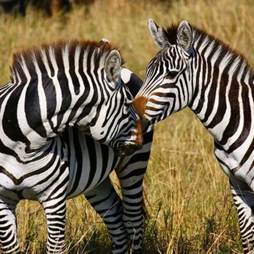 Zebra-South-Africa-Instagram-_scouserontour