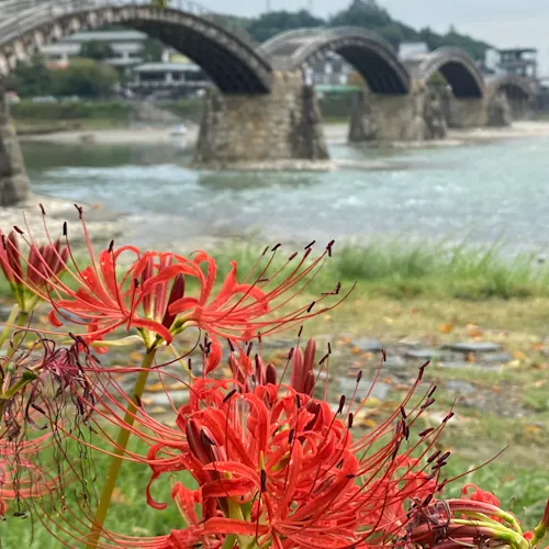 Kintaikyo-Bridge-Yamaguchi-Japan-instagram-_travelingdepression_