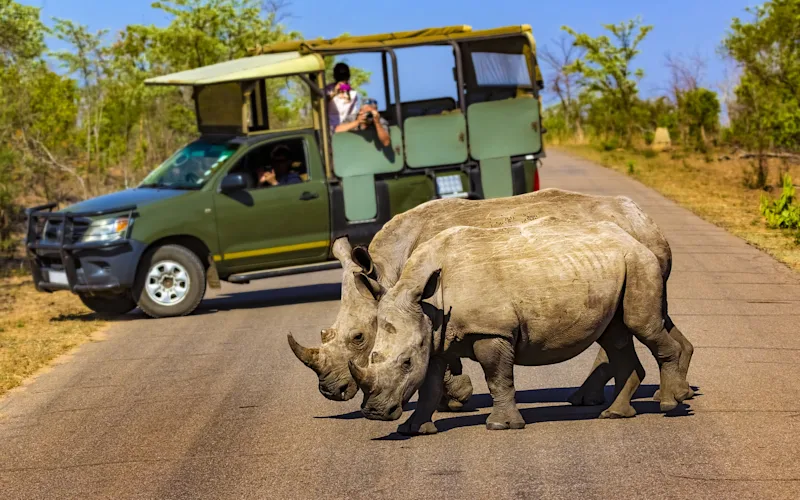 Embark on a full-day Kruger National Park game drive
