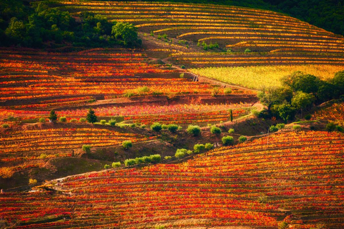 View of vineyards in Porto, Portugal, at autumn