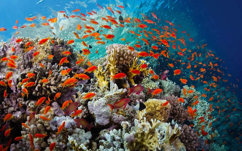 snorkel-red-sea-egypt-optional-excursion