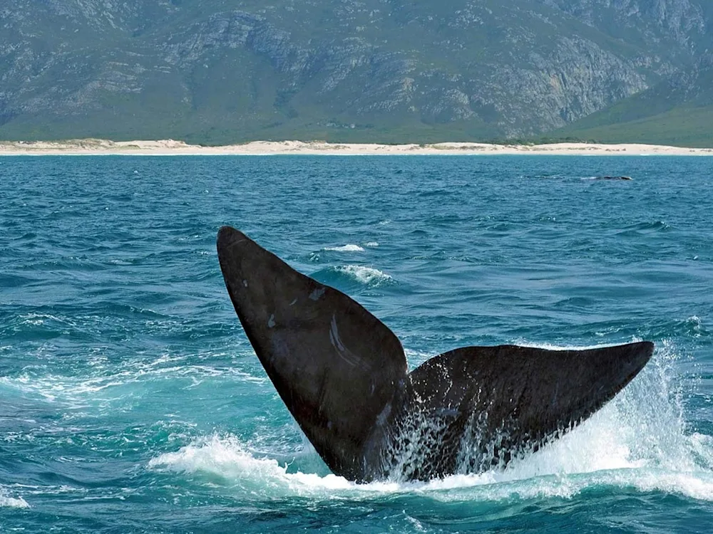 South-Africa-Hermanus-Whale-swiper-hero-gallery