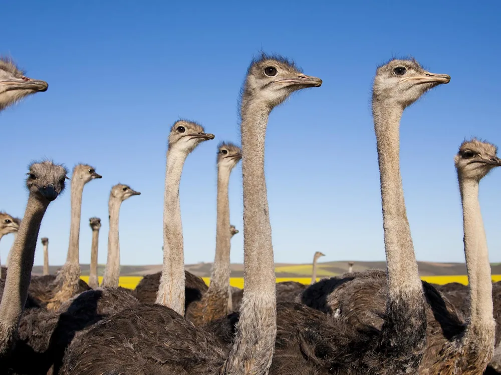 South-Africa-Klein-Karoo-ostrich-farm-swiper-hero-gallery