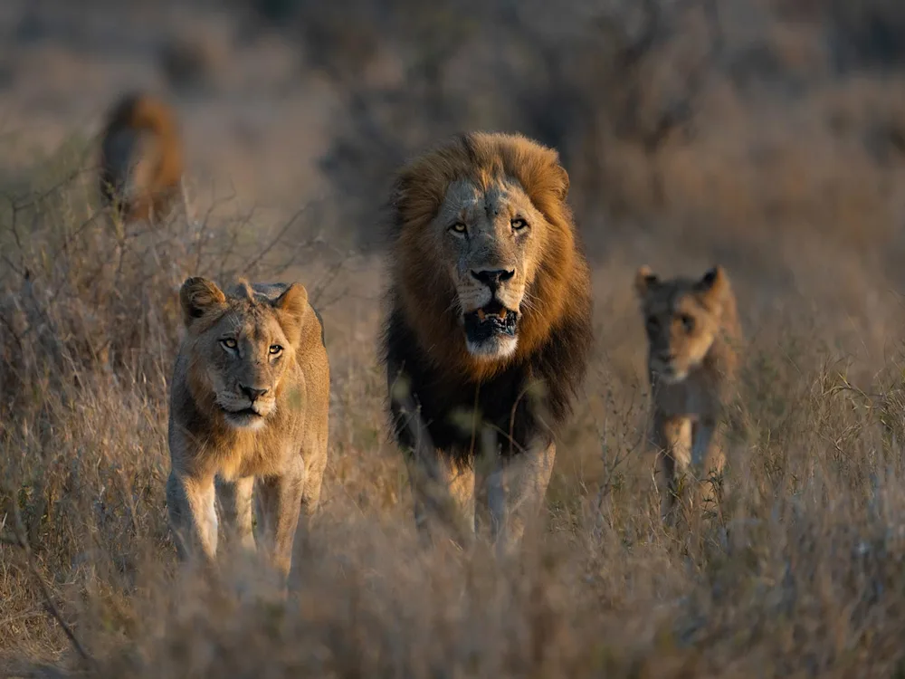 South-Africa-Kruger-National-park-swiper-hero-gallery