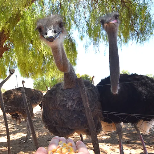 South-Africa-Tour-Expat-Explore-25