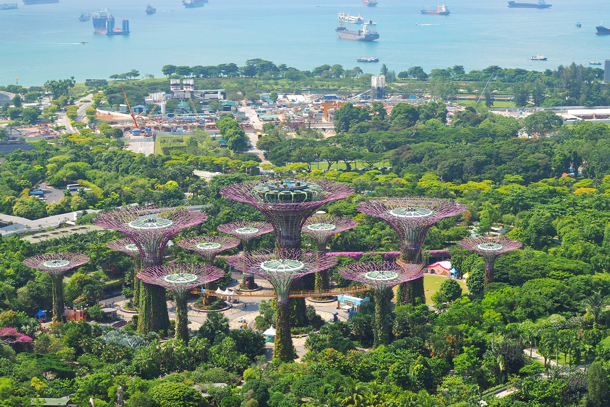 Supertree Grove photography, World Photography Day